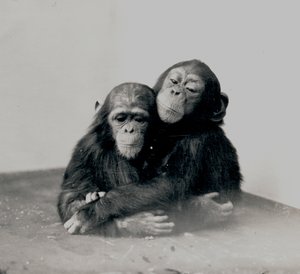ジョニーと友人、1923年、ZSLロンドン動物園の2つのチンパンジー